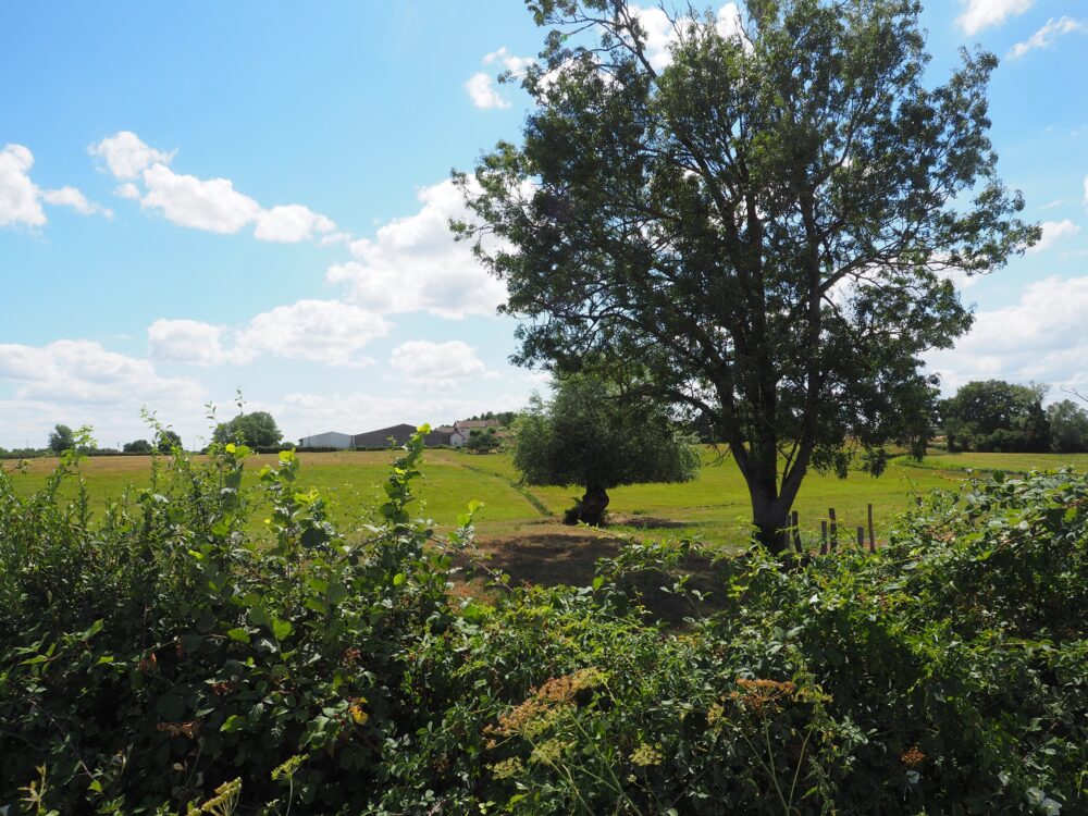 Entre haies et prairies