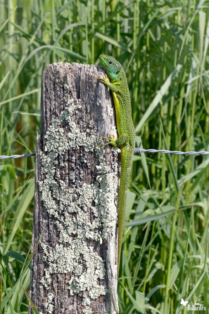 Lézard vert