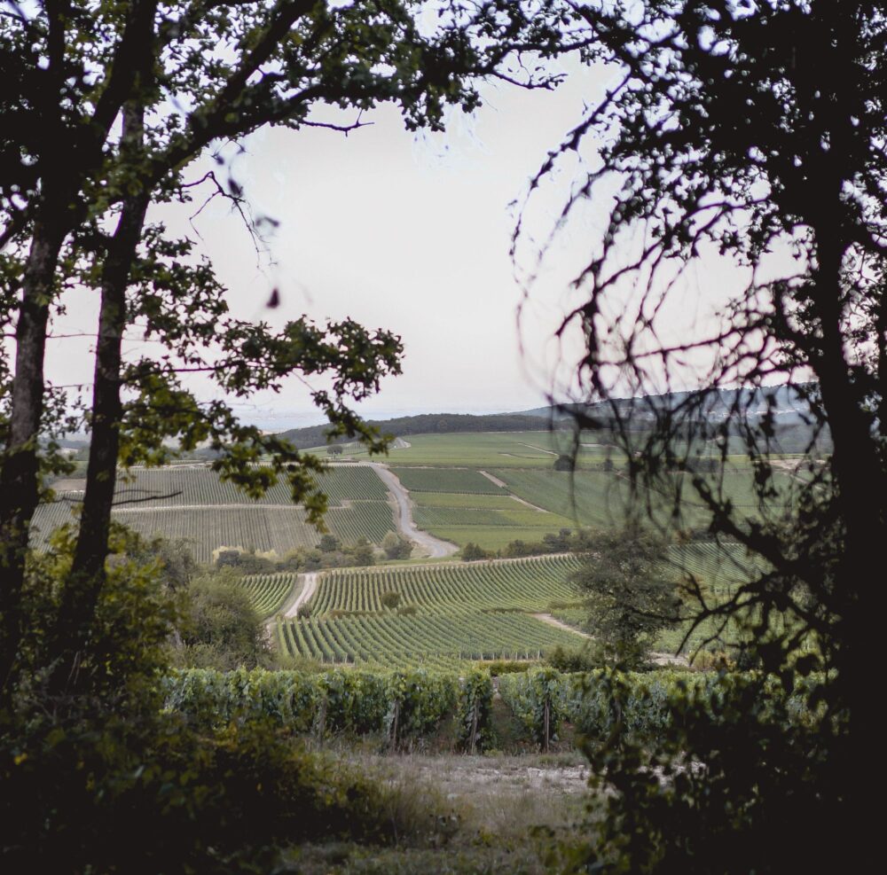 Un paysage de vignoble