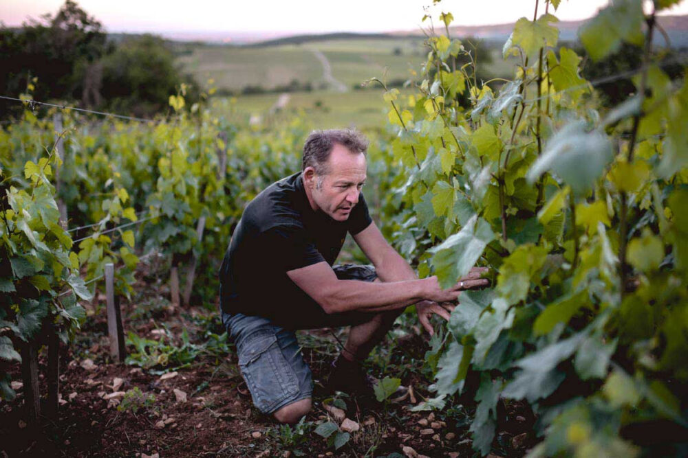 Dans les vignes du Maynes